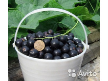 ��������� ������ «������»1.jpg