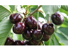 ������� �����-430�