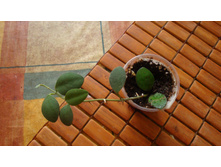 ���� Nummularodies