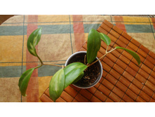 ���� incrassata  moonshadow