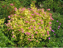 ������ �������� «������ ��������».jpg