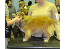 ���� �����