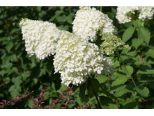 ��������� ����������� «�����������»1.jpg