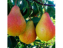 ����� ������������ ��������-400�