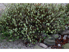 ��� ����������1.jpg