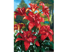 ����� ������ (Sphinx) ���-�� � �������� 5 ��., ���� �� �������� 250 ���..jpg