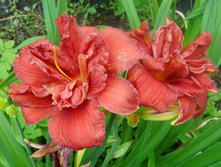 �������� ���� ���������� (Double Firecracker) ���-�� � �������� 1 ��., ���� �� �������� 229 ���..jpg