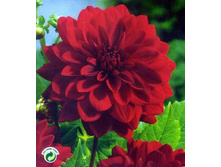 ������� ��� ���� (All Star) ���-�� � �������� 1 ��., ���� �� �������� 84,50 ���..jpg