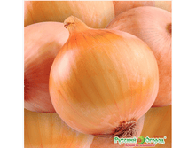 ���-����� �����