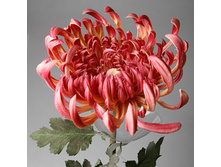 ���������� �����-������� , � 101-4 395� ����� ���� 250�