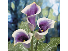 ����� ������� (Picasso) ���-�� � �������� 3 ��., ���� �� �������� 204 ���..jpg