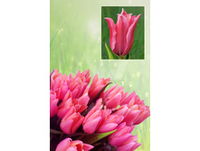 ����� ���  43 ���.  ����� ������ 10 ��!!!