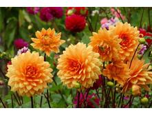 ������� �������� ���� (Lakeland Autumn) ���-�� � �������� 1 ��., ���� �� �������� 74,50 ���..jpg