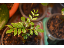 ������� ������������