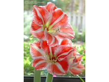 ��������� ����� (Clown) ���-�� � �������� 1 ��., ���� �� �������� 279 ���..jpg