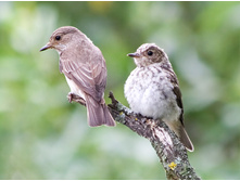 ����� ���������.jpg