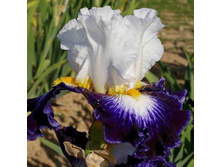 ���� Faience de Gien-7,90.jpg