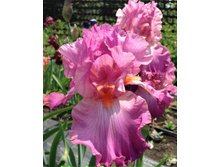 Hortensia Rose-6,58.jpg