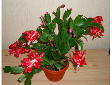 ����������� �������+/