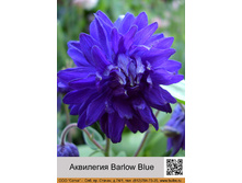 ��������� Barlow Blue ���� 1 �� 40�