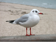 ������� �����.jpg