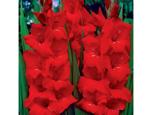 ��������� ������� (Berlioz) ���-�� � �������� 10 ��., ���� �� �������� 85 ���..jpg