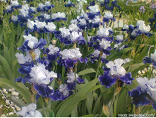 ���� �������� ��� ���. ����.jpg