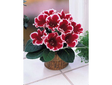 ��������� ������ ������� (Kaiser�Friedrich) ���-�� � �������� 3 ��., ���� �� �������� 165 ���..jpg