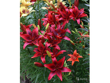 ����� ���� ��� ���. ����.jpg