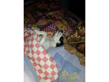 � ������� , ����� ����.