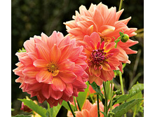 �������� ������ ����� (Ace Summer Sunset) ���-�� � �������� 1 ��., ���� �� �������� 94,50 ���..jpg