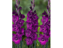 ��������� ������� (Astarte) ���-�� � �������� 10 ��., ���� �� �������� 85 ���..jpg