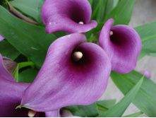 ����� ���� (Paco) ���-�� � �������� 3 ��., ���� �� �������� 270 ���..jpg