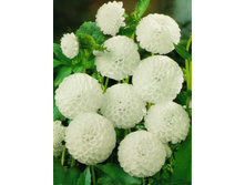 �������� ���� ����� (White Aster) ���-�� � �������� 1 ��., ���� �� �������� 75 ���..jpg