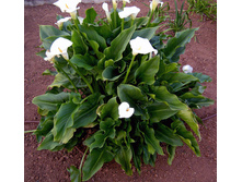 ����� � ����4.jpg