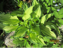 ����� ������� ���������� (Hosta fortunei Albopicta)  (��������, ����� ����� ����� ������� ��������)