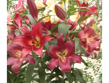 ����� ������ ���. ����.jpg