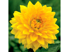 �������� ������ ������ (Golden Emblem) ���-�� � �������� 1 ��., ���� �� �������� 75 ���..jpeg