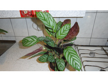 ��������  ���ۣ���� (��� ����������) - 250- 350 ���.