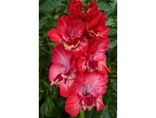 ��������� ������� (Fortuna) ���-�� � �������� 10 ��., ���� �� �������� 80 ���..jpg