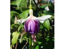 Necarmel DSC3064m.jpg