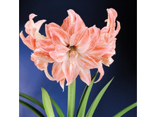 ��������� ���� ����� (Lady Jane) ���-�� � �������� 1 ��., ���� �� �������� 279 ���..JPG