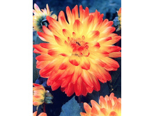 ������� ������ (Vectra) ���-�� � �������� 1 ��., ���� �� �������� 75 ���..jpg