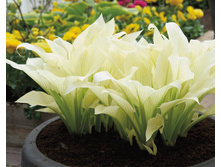 ����� ���� ���� (White Feather) ���-�� � �������� 1 ��., ���� �� �������� 149 ���..jpg