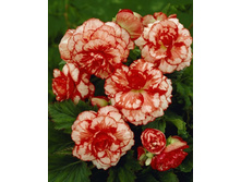 ������� ��������� ���. ����.jpg