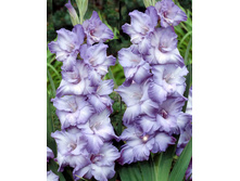 ��������� � ���������� (Her Majesty) ���-�� � �������� 10 ��., ���� �� �������� 80 ���..jpg