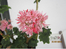 ���������� Bev Foster