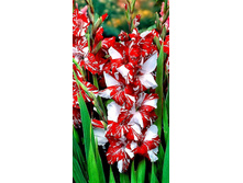 ��������� ��������� (Helvetia) ���-�� � �������� 10 ��., ���� �� �������� 80 ���..jpg