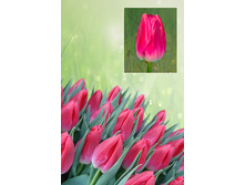 �������� ����  39 ���.  ����� ������ 10 ��!!!