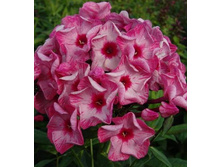 ����� ������ ��� (Ferris Wheel) ���-�� � �������� 1 ��., ���� �� �������� 70 ���..jpg